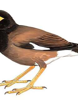 家八哥 / Common Myna / Acridotheres tristis