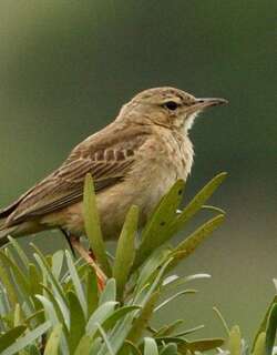 沙黄鹨 / Buffy Pipit / Anthus vaalensis