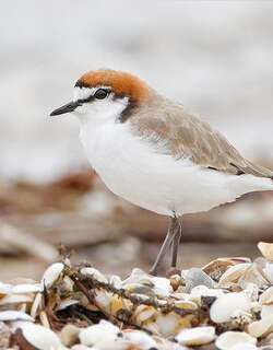 红顶鸻 / Red-capped Plover / Charadrius ruficapillus