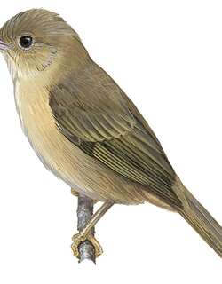 秘鲁森雀 / Pardusco / Nephelornis oneilli