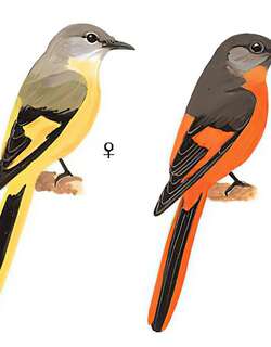 灰喉山椒鸟 / Grey-chinned Minivet / Pericrocotus solaris