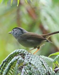 山雀鹛 / Mountain Fulvetta / Alcippe peracensis