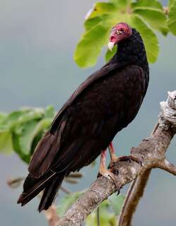 红头美洲鹫 / Turkey Vulture / Cathartes aura