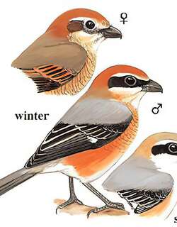 牛头伯劳 / Bull-headed Shrike / Lanius bucephalus