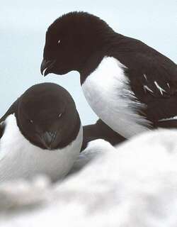 侏海雀 / Little Auk / Alle alle