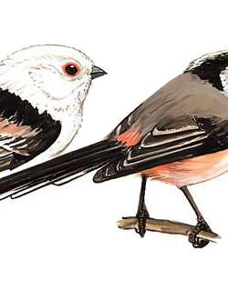 银喉长尾山雀 / Silver-throated Bushtit / Aegithalos glaucogularis