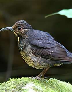 大长嘴地鸫 / Long-billed Thrush / Zoothera monticola