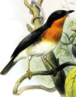 棕喉姬鹟 / Rufous-throated Flycatcher / Ficedula rufigula