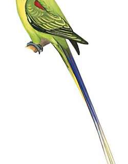 灰头鹦鹉 / Grey-headed Parakeet / Psittacula finschii