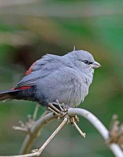黑尾梅花雀 / Grey Waxbill / Glaucestrilda perreini