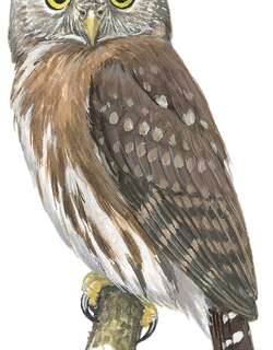 伯州鸺鹠 / Pernambuco Pygmy Owl / Glaucidium mooreorum