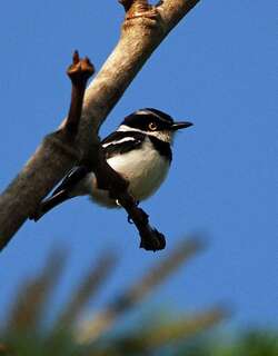 黑头蓬背鹟 / Eastern Black-headed Batis / Batis minor