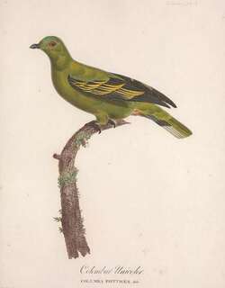 帝汶绿鸠 / Timor Green Pigeon / Treron psittaceus