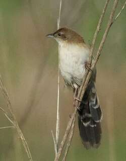 扇尾芦莺 / Fan-tailed Grassbird / Catriscus brevirostris