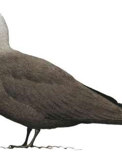 玄燕鸥 / Black Noddy / Anous minutus