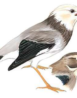 丝光椋鸟 / Red-billed Starling / Spodiopsar sericeus