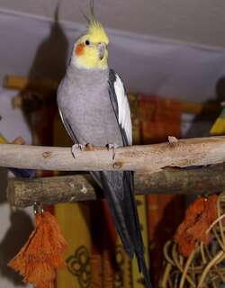 鸡尾鹦鹉 / Cockatiel / Nymphicus hollandicus