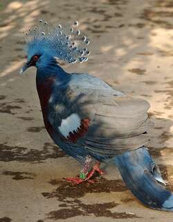 维多凤冠鸠 / Victoria Crowned Pigeon / Goura victoria