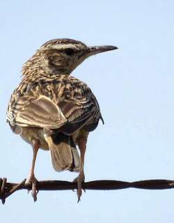 短爪歌百灵 / Short-clawed Lark / Certhilauda chuana