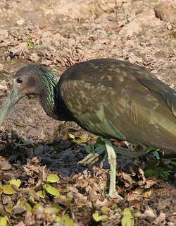 绿鹮 / Green Ibis / Mesembrinibis cayennensis