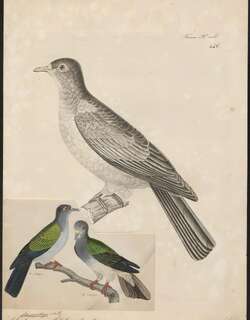 白眼皇鸠 / Spectacled Imperial Pigeon / Ducula perspicillata