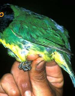 黑胸食果伞鸟 / Black-chested Fruiteater / Pipreola lubomirskii