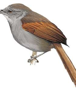 马拉针尾雀 / Maranon Spinetail / Synallaxis maranonica