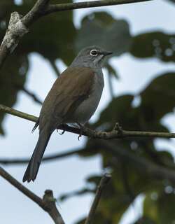 褐背孤鸫 / Brown-backed Solitaire / Myadestes occidentalis