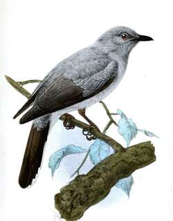 灰鹃鵙 / Indochinese Cuckooshrike / Lalage polioptera