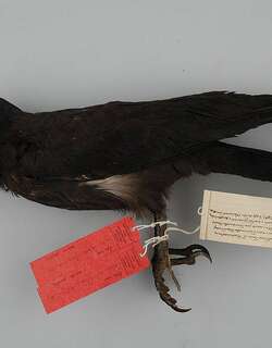 长嘴乌鸦 / Long-billed Crow / Corvus validus
