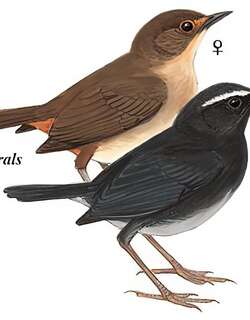 喜山短翅鸫 / Himalayan Shortwing / Brachypteryx cruralis