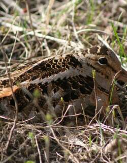 小丘鹬 / American Woodcock / Scolopax minor