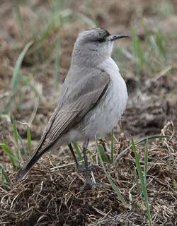 黑额地霸鹟 / Black-fronted Ground Tyrant / Muscisaxicola frontalis