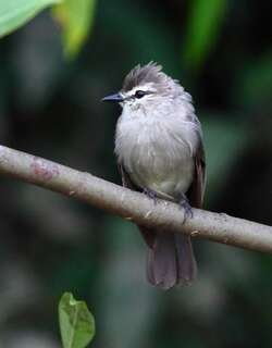 淡褐唧霸鹟 / Drab Water Tyrant / Ochthornis littoralis