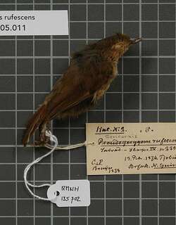 瓦格丝刺莺 / Vogelkop Scrubwren / Aethomyias rufescens