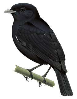 辉绿娇鹟 / Jet Manakin / Chloropipo unicolor