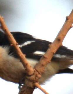 白腰唐纳雀 / White-rumped Tanager / Cypsnagra hirundinacea