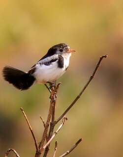 鸡尾霸鹟 / Cock-tailed Tyrant / Alectrurus tricolor