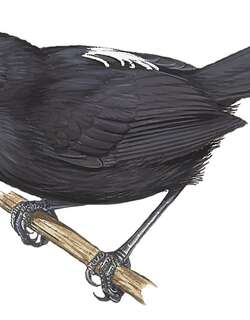 镶背红眼蚁鸟 / Fringe-backed Fire-eye / Pyriglena atra