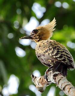 赭背啄木鸟 / Ochre-backed Woodpecker / Celeus ochraceus