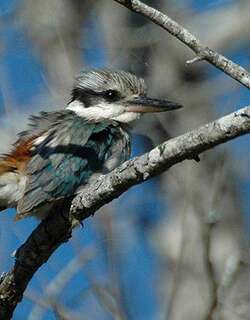 红背翡翠 / Red-backed Kingfisher / Todiramphus pyrrhopygius