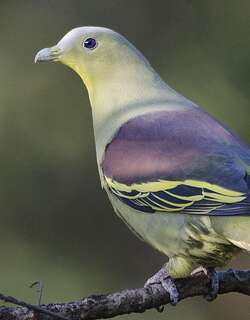 灰额绿鸠 / Grey-fronted Green Pigeon / Treron affinis