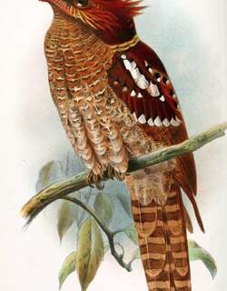 栗颊蟆口鸱 / Dulit Frogmouth / Batrachostomus harterti