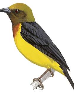 坦桑织雀 / Usambara Weaver / Ploceus nicolli