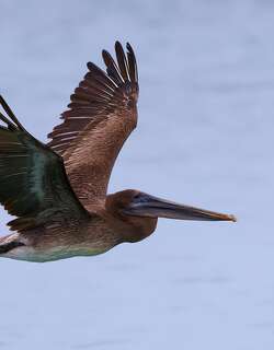 褐鹈鹕 / Brown Pelican / Pelecanus occidentalis