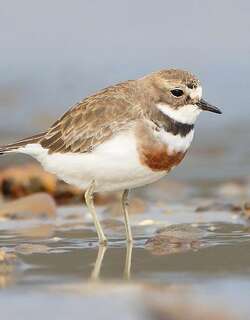 栗胸鸻 / Double-banded Plover / Charadrius bicinctus