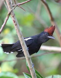 辉蚁鵙 / Glossy Antshrike / Sakesphorus luctuosus