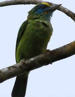黄额拟䴕 / Yellow-fronted Barbet / Psilopogon flavifrons