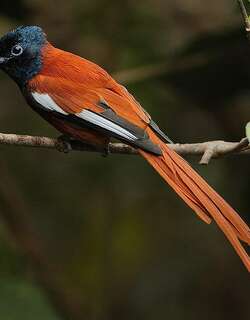 红腹寿带 / Red-bellied Paradise Flycatcher / Terpsiphone rufiventer