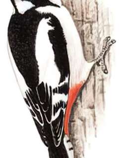 白翅啄木鸟 / White-winged Woodpecker / Dendrocopos leucopterus